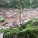 Image of Small tongue orchid