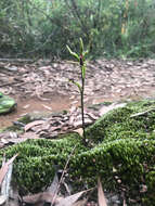 Image of Small tongue orchid