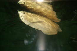 Image of silver arowana