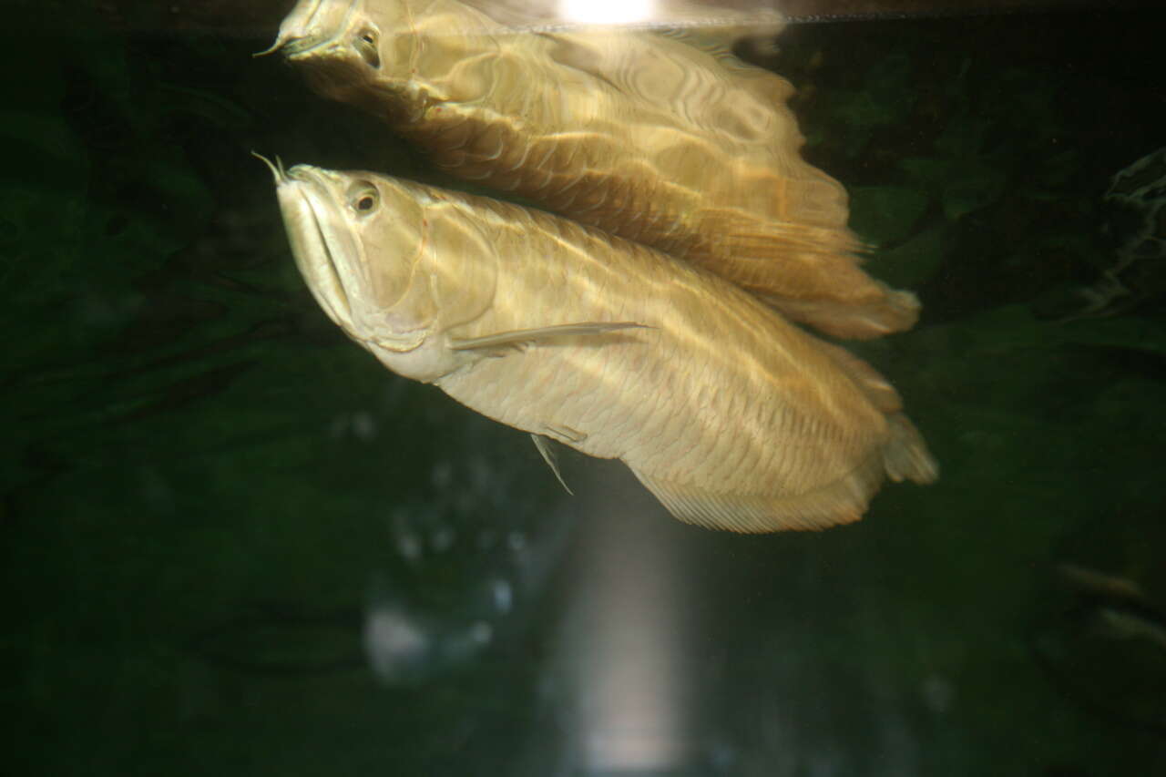 Image of silver arowana