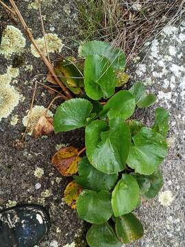 Image of Ornduffia calthifolia (F. Müll.) Tippery & Les