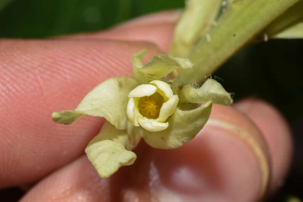 Image of Mandevilla emarginata (Vell. Conc.) C. Ezcurra