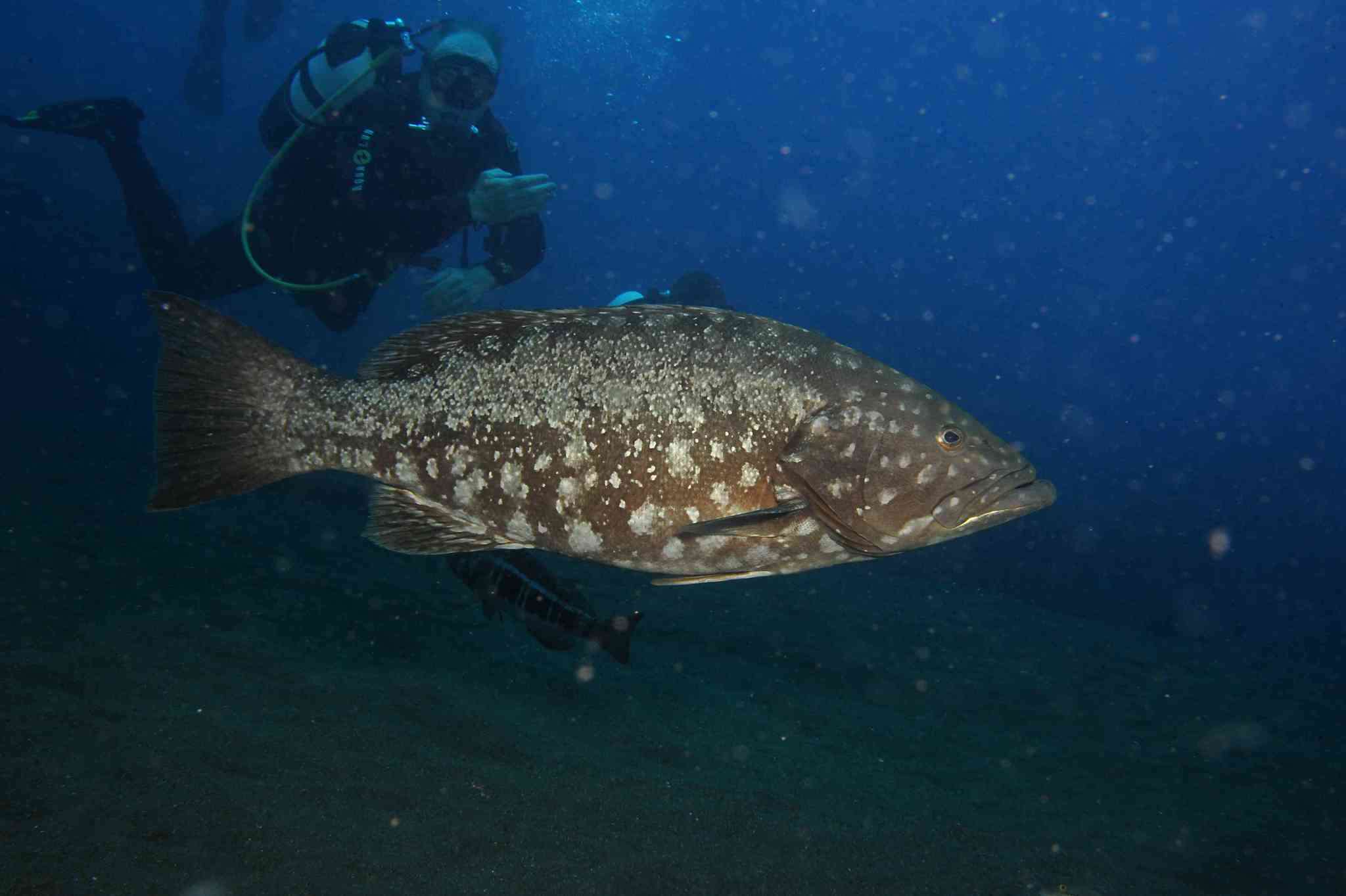 Image of Comb Grouper