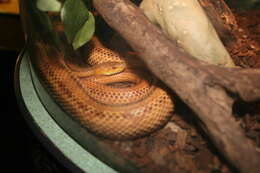 Image of Rat snakes