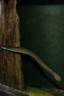 Image of American Eel