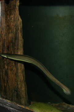 Image of American Eel