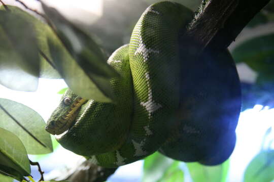 Image of Emerald Tree Boa