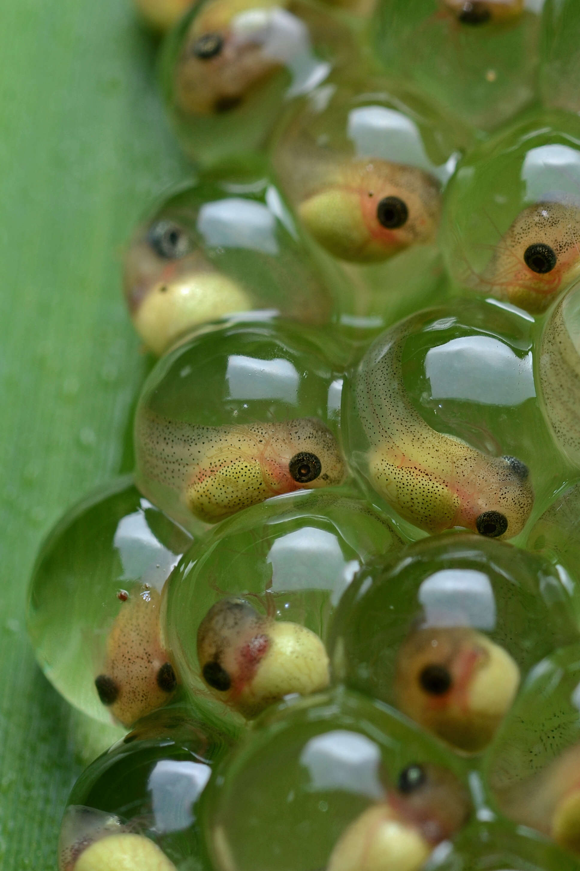 Imagem de Agalychnis callidryas (Cope 1862)