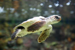 Image of Caretta