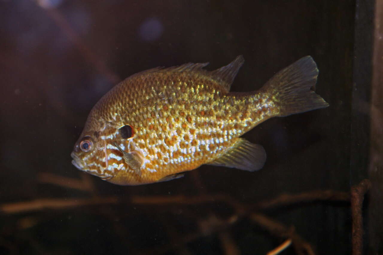 صورة Lepomis gibbosus (Linnaeus 1758)