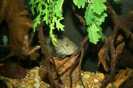 Image of Rio Grande Cichlid