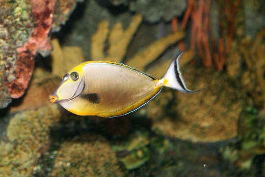 Image of Elegant Unicornfish