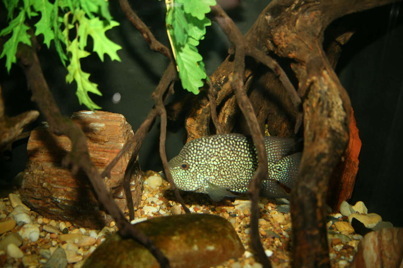 Image of Rio Grande Cichlid