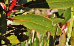 Imagem de Protea inyanganiensis Beard