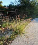 Image of Kleberg's bluestem