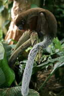 Image of Callicebus Thomas 1903