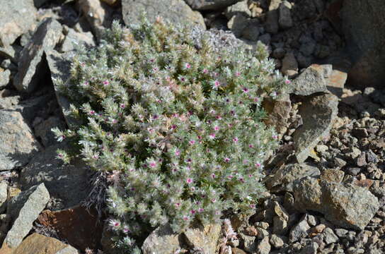 Image of Polygonum mezianum H. Gross