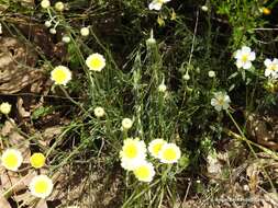 صورة Leucanthemopsis pallida (Mill.) Heywood