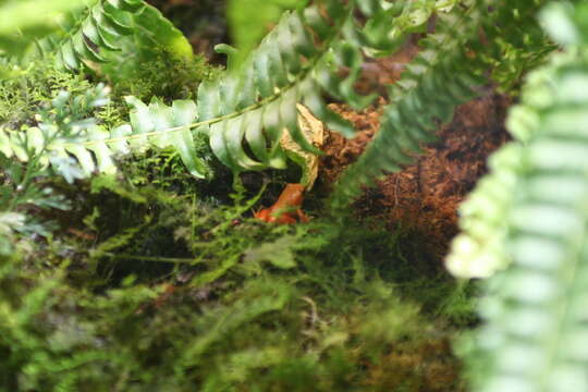 Image of Ginger Tree Frog