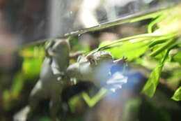 Image of African clawed frog