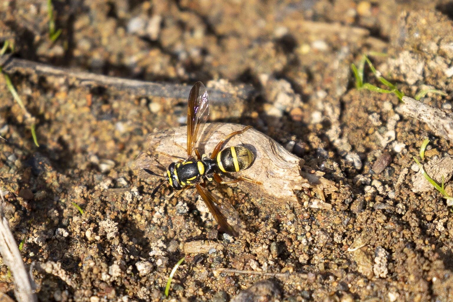 Image of Sphiximorpha durani