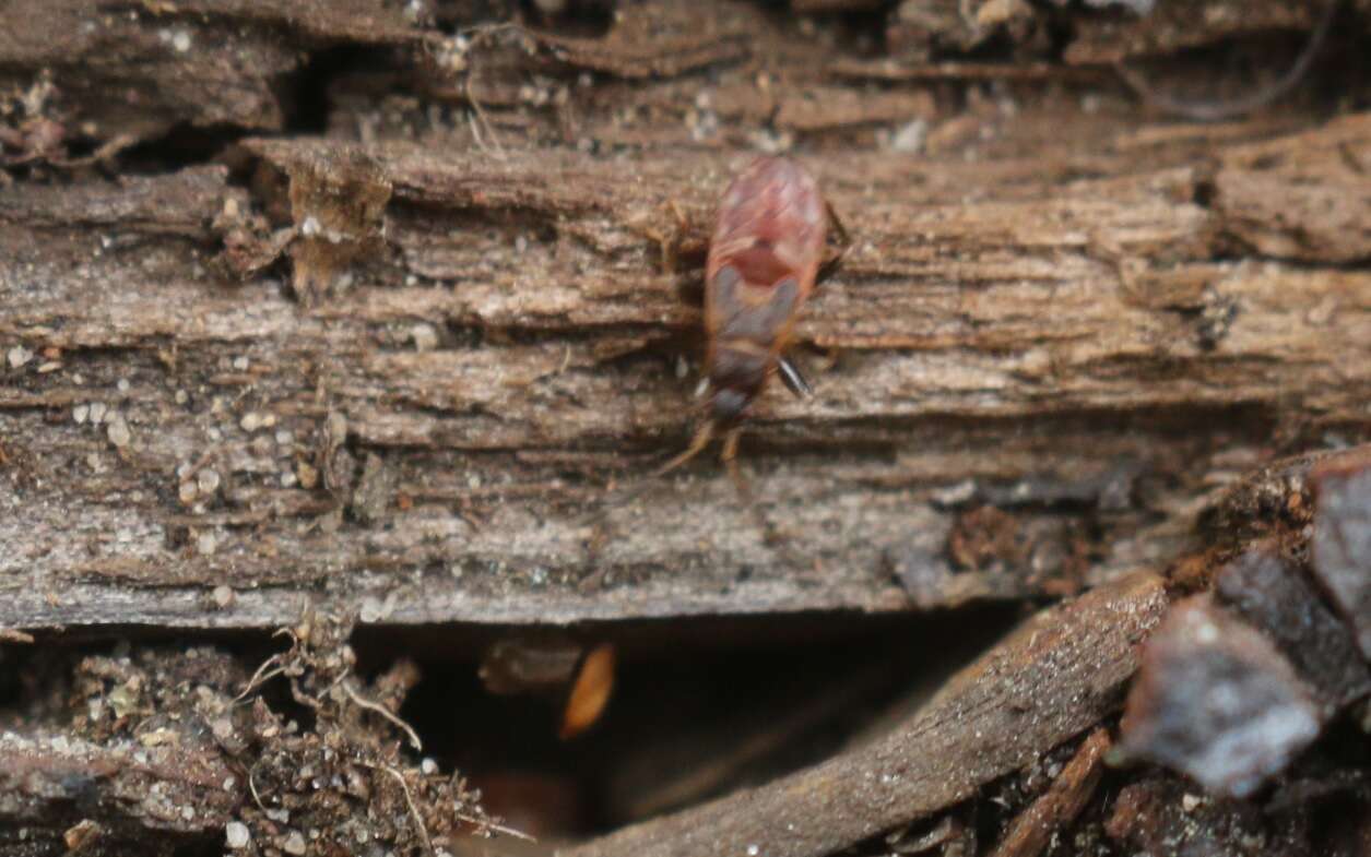 صورة Eremocoris abietis (Linnaeus 1758)