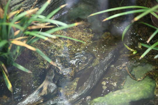 Image of American Bullfrog