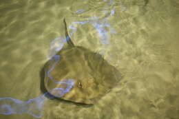 Image of Southern stingray