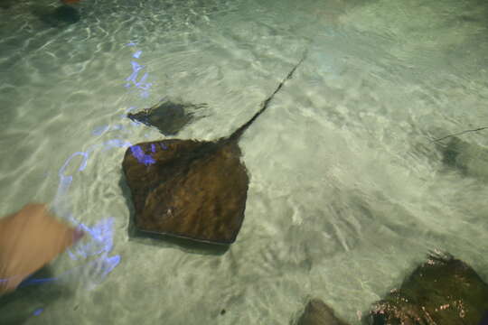 Image of rough-tailed stingray