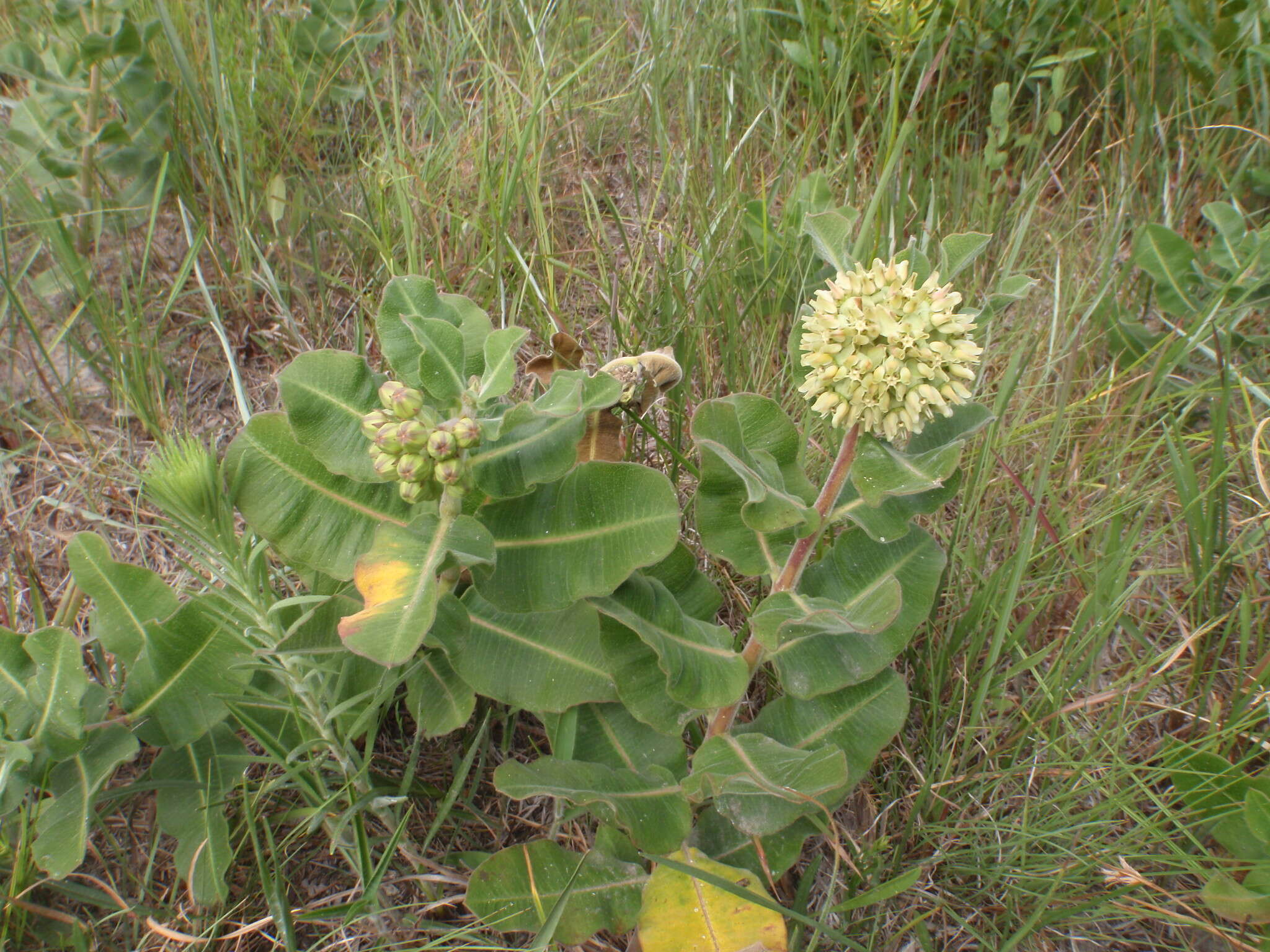 Image of pineland milkweed