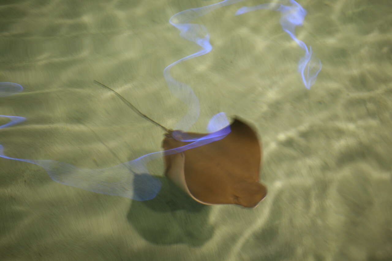 Image of Cownose rays and Flapnose rays
