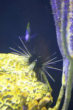 Image of Long-spined sea urchin