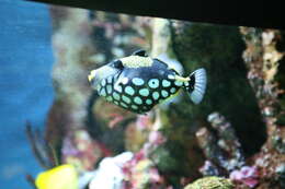 Image of clown triggerfish