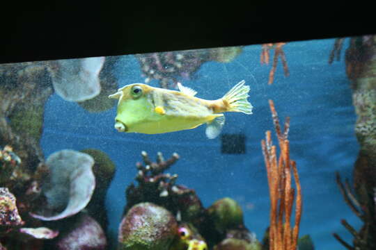 Image of Longhorn cowfish