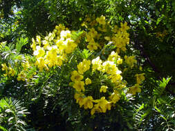 Imagem de Cassia leptophylla Vogel