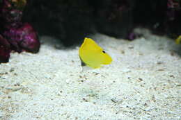 Image of Big long-nosed Butterflyfish