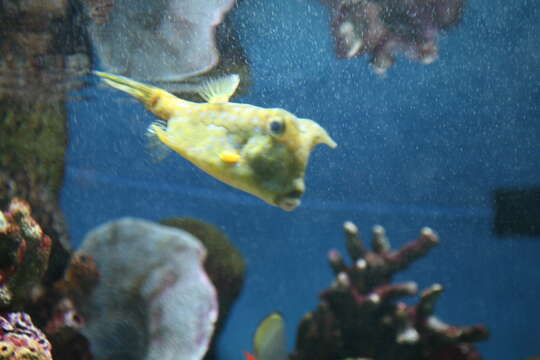 Image of Longhorn cowfish