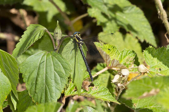 Image of Variable Tigertail