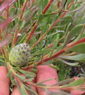 Image of Leucadendron cinereum (Sol. ex Aiton) R. Br.