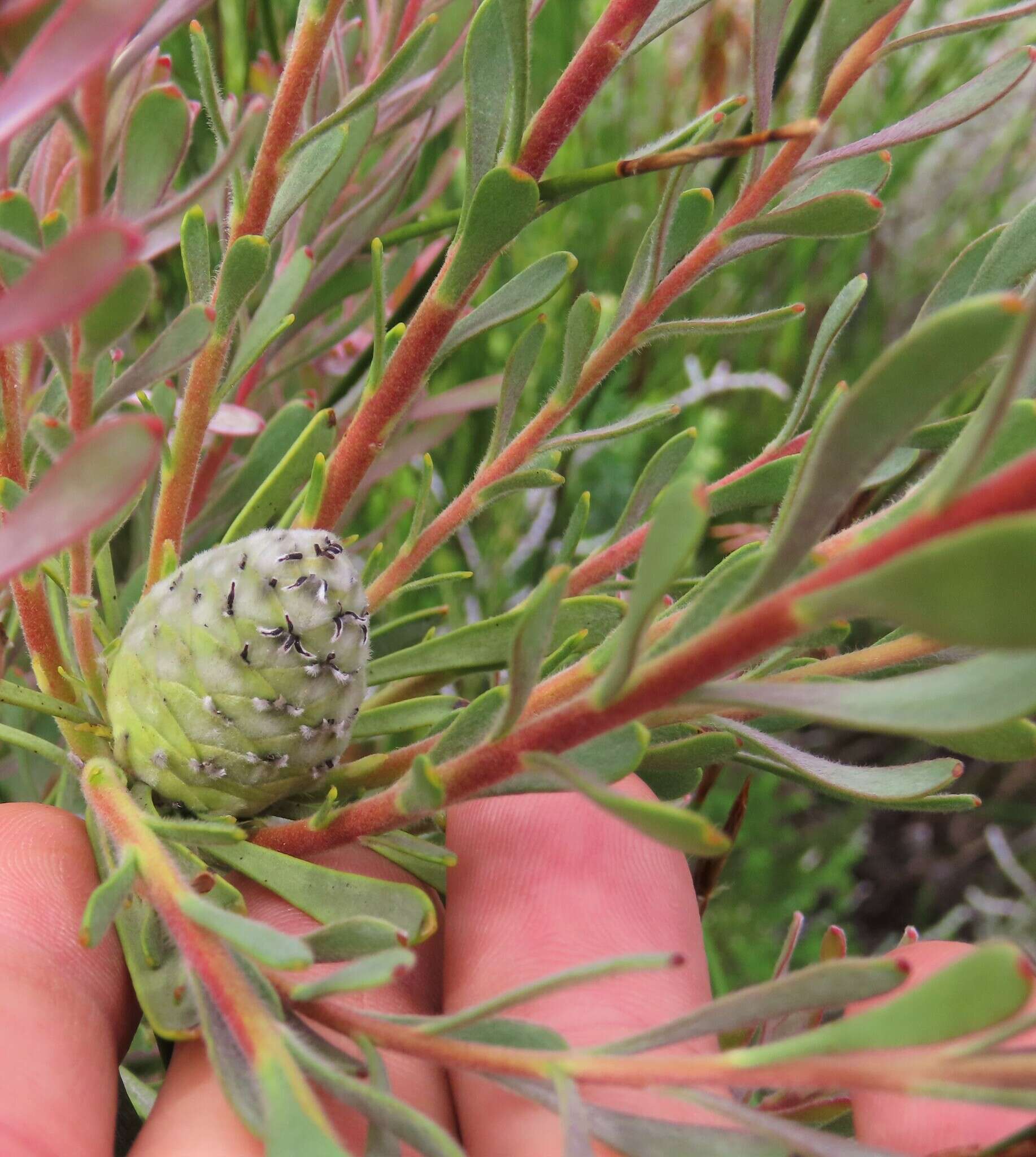 Image of Leucadendron cinereum (Sol. ex Aiton) R. Br.