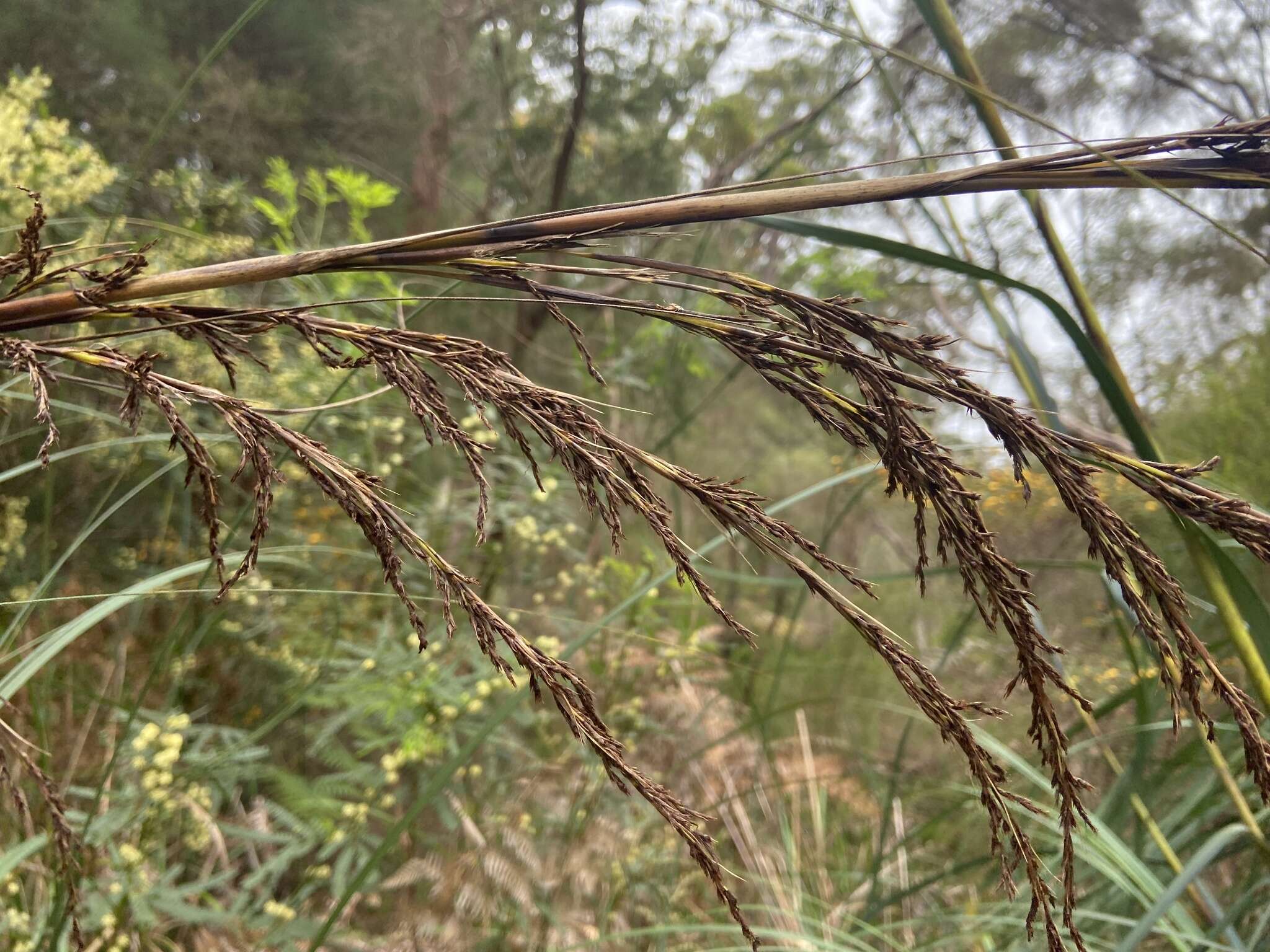 Imagem de Gahnia decomposita (R. Br.) Benth.