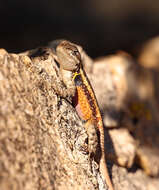 Image of Teapen Rosebelly Lizard