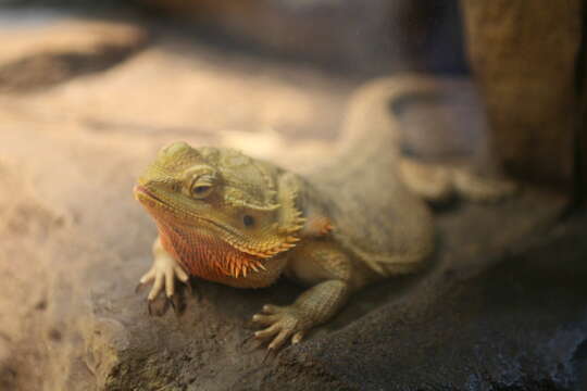 Plancia ëd Pogona vitticeps (Ahl 1926)