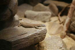 Image of ridge-tailed monitor