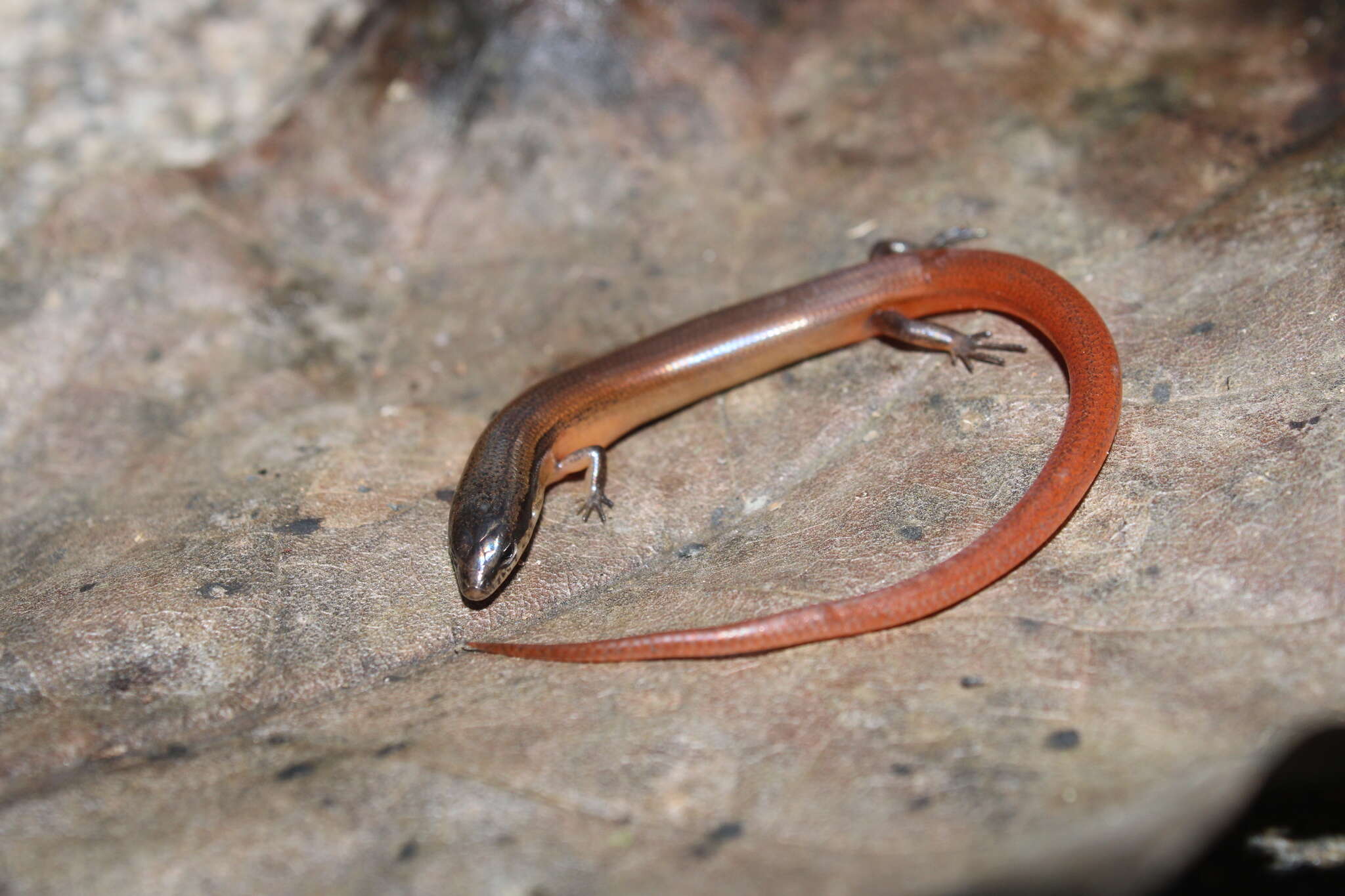 Image of Red Forest Skink