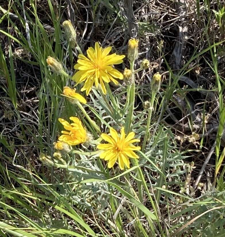 Crepis modocensis Greene resmi