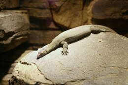 Image of Mertens's Water Monitor