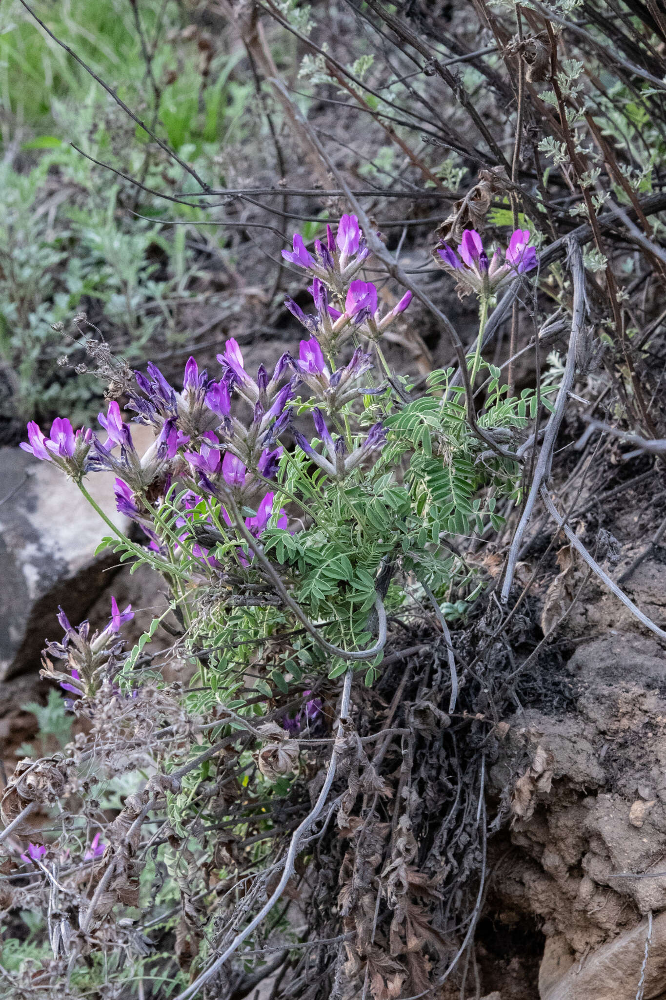 Image of Astragalus suffruticosus