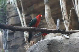 Image of Australian King Parrot