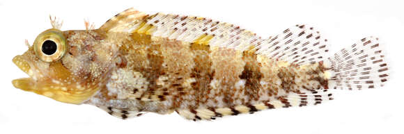 Image of Puffcheek Blenny